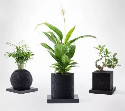 怎么除甲醛靠得牢？竹炭、植物成***“騙局”