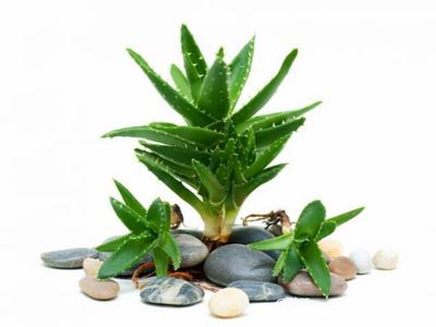 去除房間甲醛的植物有哪些？