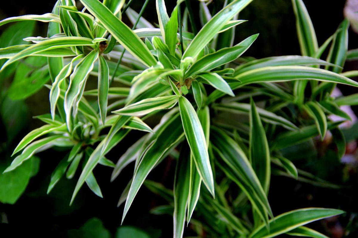 室內(nèi)甲醛超標(biāo)怎么辦，甲醛治理的方法有哪些