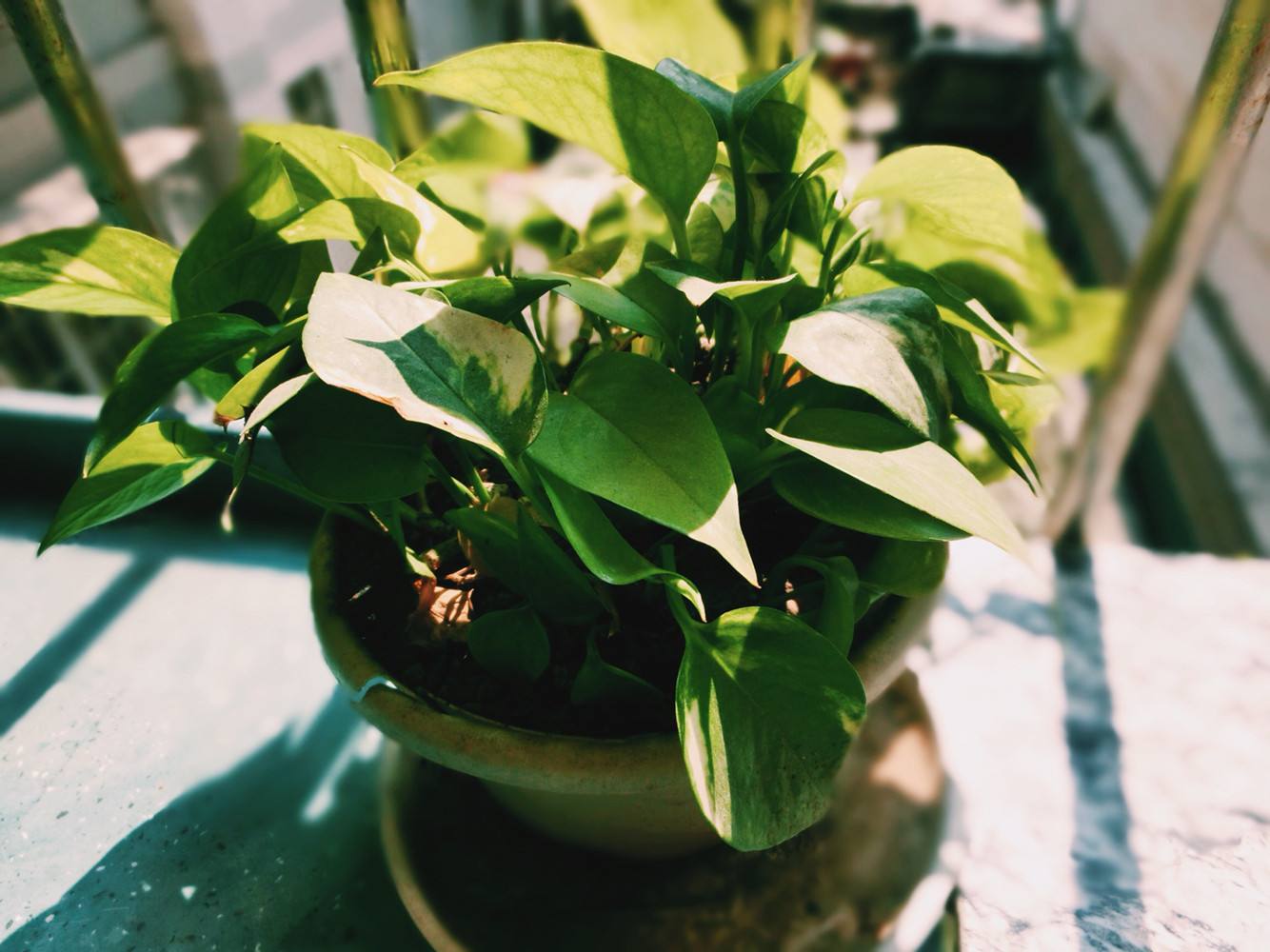 植物能治理甲醛嗎？科學(xué)使用植物很重要