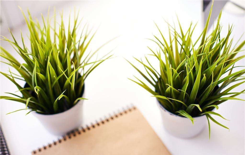 植物能治理甲醛嗎？科學(xué)使用植物很重要