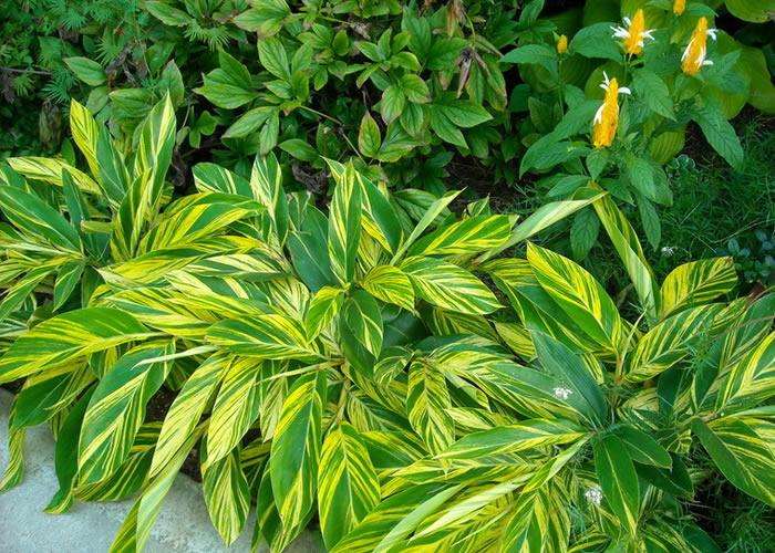 新房除甲醛，您一定不會(huì)失手！