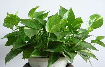 什么植物可以凈化空氣？