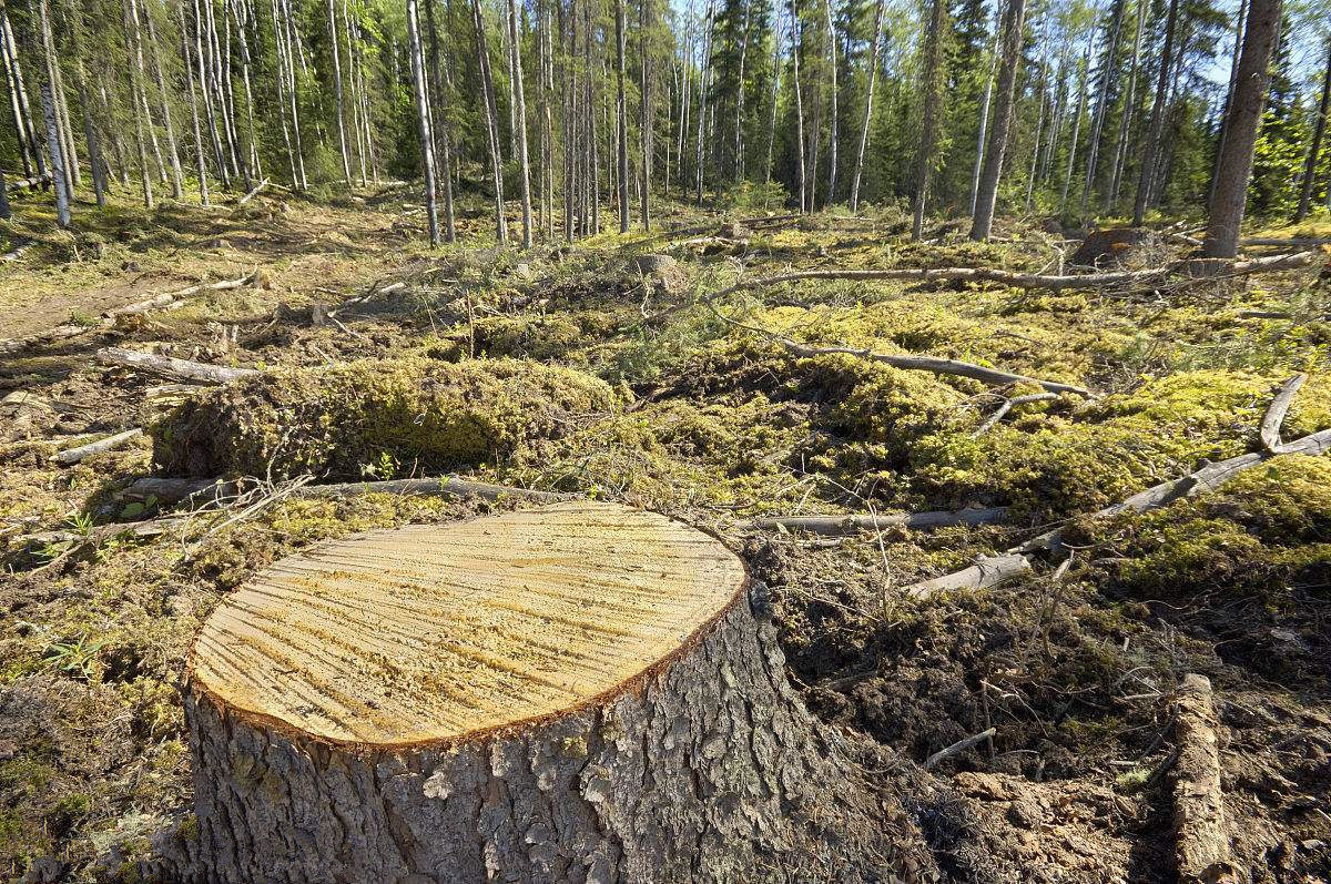 杜絕甲醛單純靠實(shí)木材料就足夠了嗎？這么想你就大錯(cuò)特錯(cuò)了！