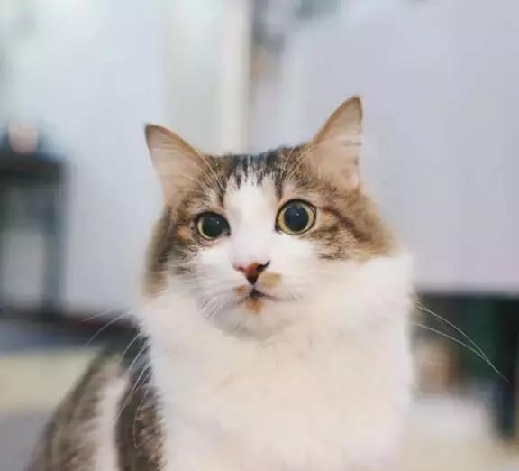 21天3000元重裝出租屋 除甲醛莫忘記！