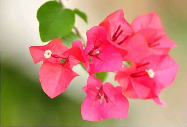 活性炭除甲醛有效嗎？