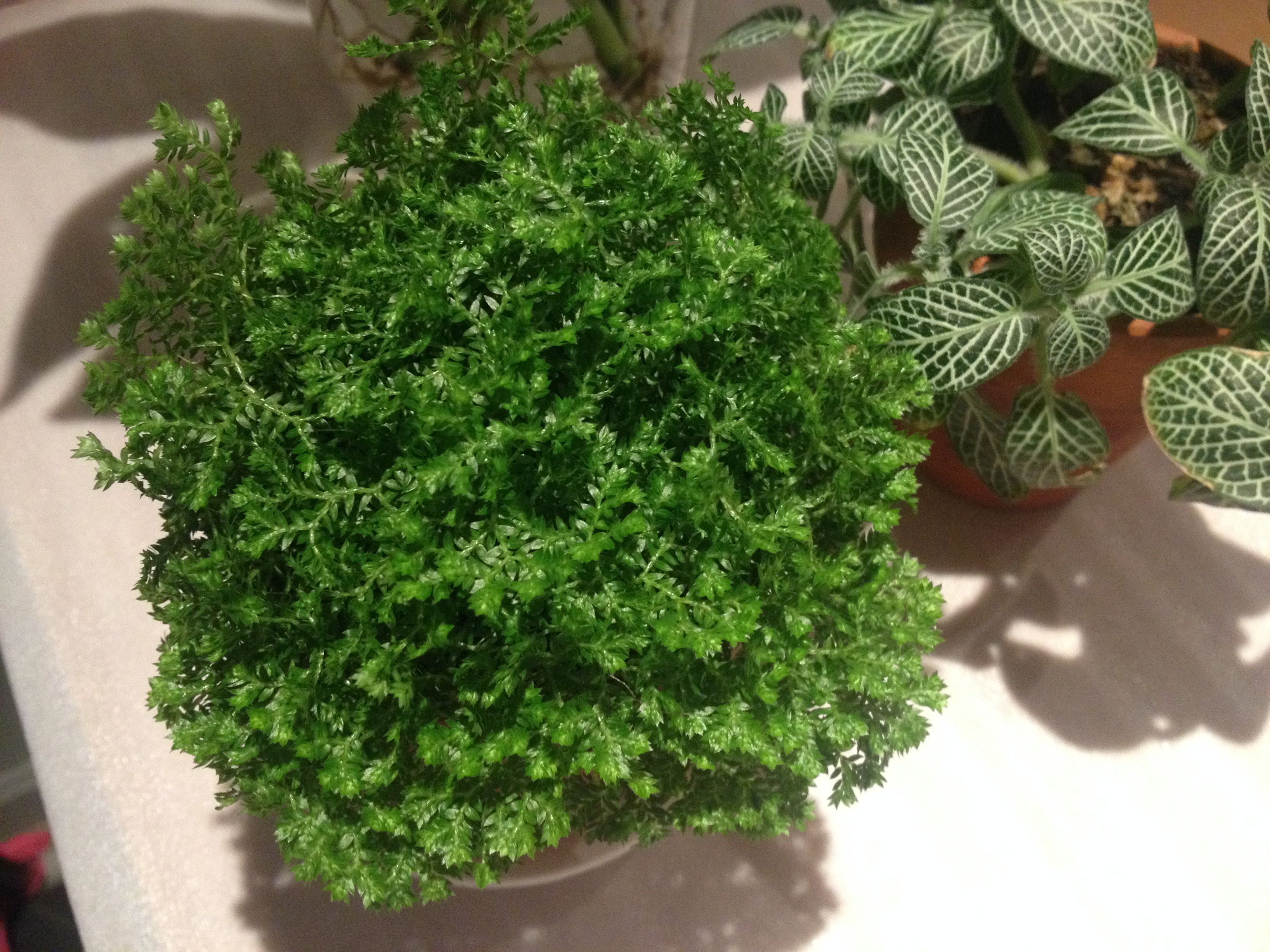 喜遷新居，母子卻因此雙雙“中招”，裝修后除甲醛這件事，想必您也會(huì)中招！